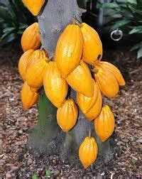 Sapote, a word derived from the aztec term for soft, sweet fruit, tzapotl, has influenced the nomenclature of a few different types of fruit trees. Resultado de imagem para aztec cacao