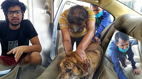 How do i protect my pet and myself from the new coronavirus? OMG!!😰 MY DOG FOUND COVID-19 POSITIVE🥵? || - YouTube