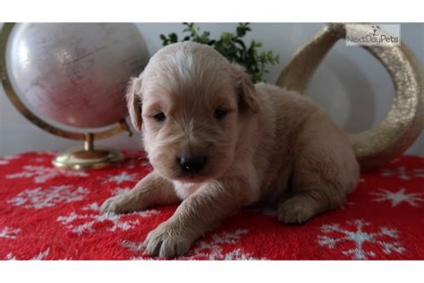 Golden retriever puppies for sale in madison wi. Madison: Golden Retriever puppy for sale near Ann Arbor ...