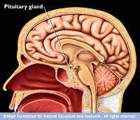 Kelenjar ini berukuran sekitar 1,25 cm dengan berat sekitar 0,5 gram. Kelenjar Pituitari (Kelenjar Hipofisis) PSYCHOLOGYMANIA