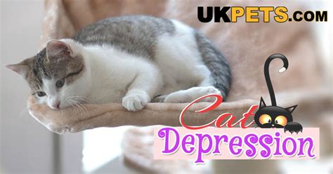 #1 messing up the house and picking fights. Is My Cat Depressed?: Natural Remedies and Solutions for ...