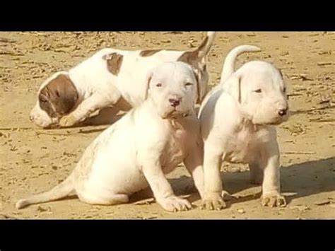 Finding my dog a new home. Pakistani Bully Puppies for Sale this Week. Pak Bully Pups ...