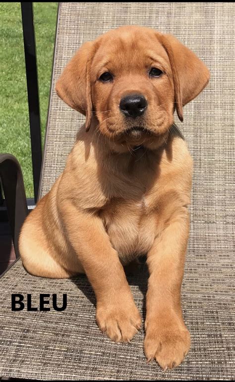 While a labrador should have. Labrador Retriever Puppies For Sale | Bucks County, PA #298062