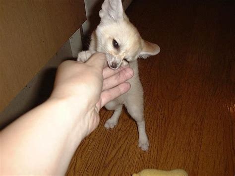 She is available for deposit along with 3. Fennec Fox Animals For Sale | Tampa, FL #208514 | Petzlover