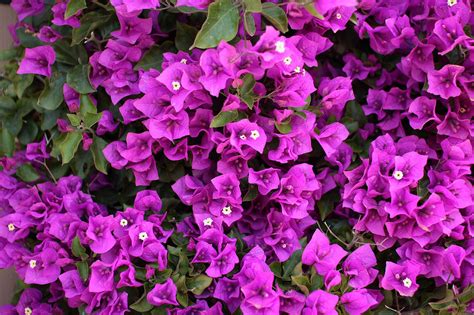 Bugambilia (bougainvillea) is a 1945 mexican film directed by emilio fernández and starring dolores del río and pedro armendáriz. El Viajero: Paper Flowers: Bougainvillea in Bloom