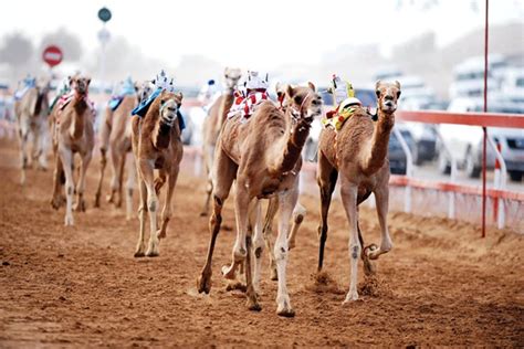 The club's annual camel race is one of the greatest cultural activities in events at the dubai camel racing club are usually scheduled from 05:00 am to 10:00 am. Al Marmoum Camel Race Track, Dubai