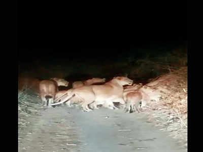 Kirim paket dan lacak kiriman melalui ponsel anda. Gujarat: Video of lion pride being chased goes viral | Rajkot News - Times of India
