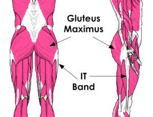 Fitspo dedicated to glutes squats fitness dm for credit. Gluteus Maximus Anatomy - Anatomy Diagram Book