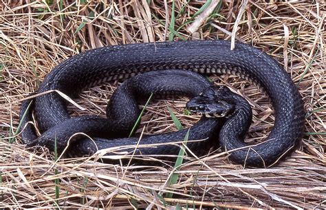 Äter andra reptiler (bland annat huggorm!), smågnagare och näbbmöss. Svenska herptiler - Stockholms Herpetologiska Förening