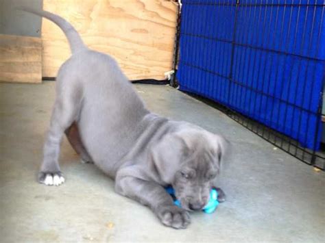 Find great dane puppies and breeders in your area and helpful great dane information. Blue Great Dane Puppies FOR SALE ADOPTION from Perris ...