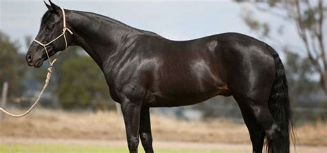 We can freeze brand horses, foals, ponies and even donkeys. Horse Castration | Stallion Castration | EEVS