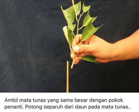 Semoga pokok ini akan hidup subur dan. Teknik Cantum Anak Pokok Durian Agar Berbuah Cepat Dan ...