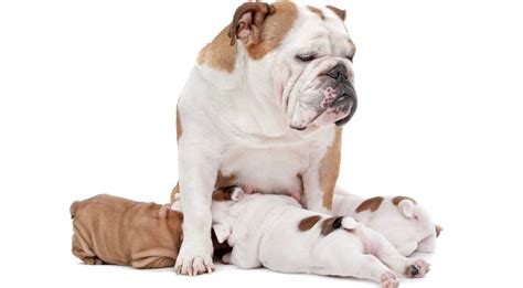 Once your puppy has been weaned off of their mother's milk (around 8 weeks), you can start feeding them soft foods like canned or dehydrated dog foods (if you aren't sure what that is, read our complete guide here ). How Much To Feed English Bulldog Puppy | 4 Week - 6 Week ...