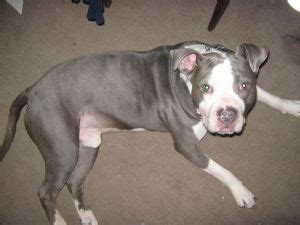 Discover more posts about pitbull puppies. American Pit Bull Terrier Puppies in Pennsylvania