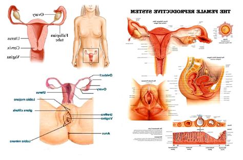 Private parts of the female anatomy are: Diagram of sex | XXX Porn Library