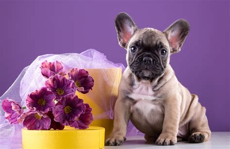 The french bulldog is a breed of domestic dog, bred to be companion dogs. French Bulldog HD Wallpaper | Background Image | 3000x1950 ...