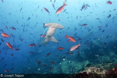 The reef slope here is a mix of lava and coral that drops to. Iconic Dive Site: Darwin's Arch