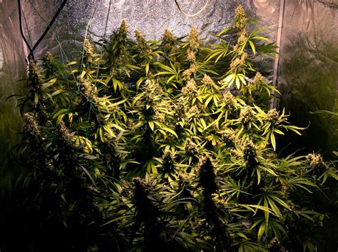 Learn which led grow lights are the best and why led grow lights are popular among marijuana growers. Cannabis Low Stress Training (LST) Tutorial | Grow Weed Easy