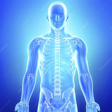 If you honestly think i wasn't going to slip in a clichéd joke somewhere in. Male anatomy, artwork - Stock Image - F005/9201 - Science ...