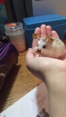 3 ways how to find someone on snapchat with just their names my media social find someone snapchat names from www.pinterest.com. Someone used the Snapchat filter on their hamster and it's ...