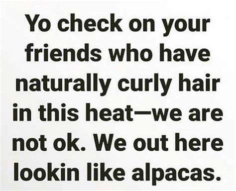 Pin by Platopooch Carol Plato on Funnies | Hair jokes ...