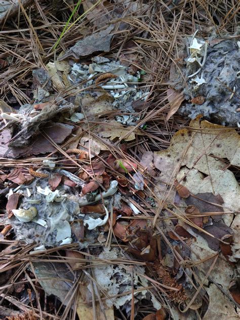 With plenty of places to hide in the garden they can be difficult to get but gardens also provide a safe place for rodents, giving them shelter and readily available food sources. Found a bunch of these dead rats. is it possible to tell ...