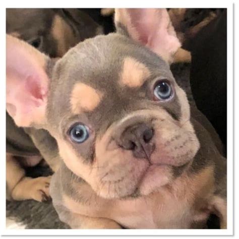 Документы ркф / documents fci. Isabella French Bulldog Dna | French Bulldog