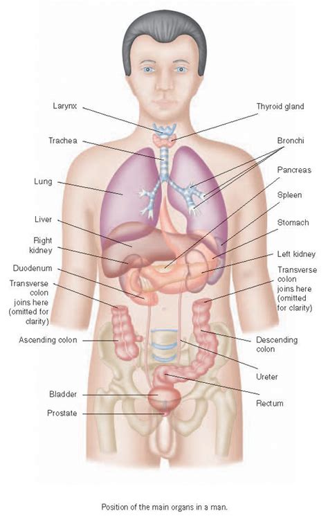 The hip helps with walking and sitting and also protects organs that are lower in the body than the rib cage. Man Sex Organs - Fucking Masturbating