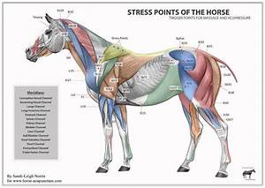 Stress And Acupuncture Points For The Horse Great To Know For Applying