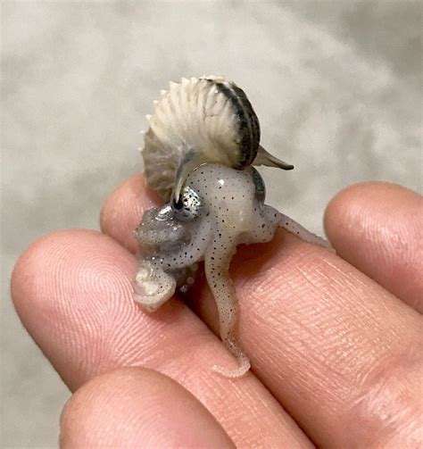 Is the meg als het echte zeebest. A baby Argonaut octopus, also called "paper nautilus ...