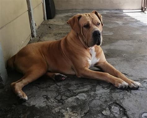 Pitbull pups for sale belhar dogs puppies public ads. Boerboel male for sale | Cape Town Dogs & Puppies | Public ...