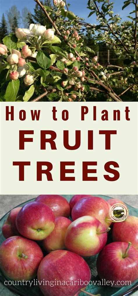 Allow the side spur branches along each main branch to develop. How to Plant Fruit Trees - Tips for Properly Planting ...