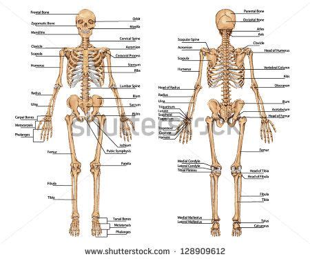 List 2 organs from the anterior view that are part of the digestive system. human skeleton from the posterior and anterior view ...