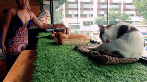 Check spelling or type a new query. Purradise - Cat Cafe - Kuala Lumpur - YouTube