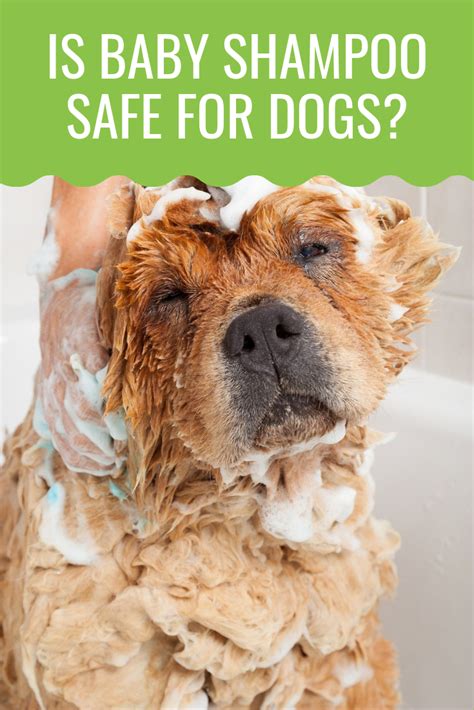 The short answer is yes. Can I Use Baby Shampoo On My Dog? Here's The Answer | Baby ...