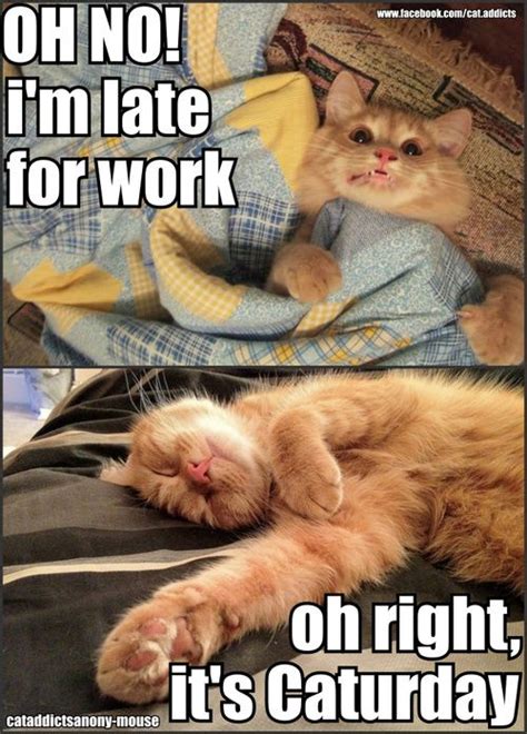 Good morning happy saturday enjoy your day love thispiccom. Happy Caturday! | Funny animal memes, Cats, Funny animals