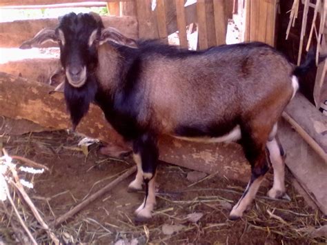 Kambing marica ini terdapat di provinsi sulawesi selatan ini salah satu genotipe. Jenis Kambing Pedaging di Indonesia - Andiana Moedasir ...