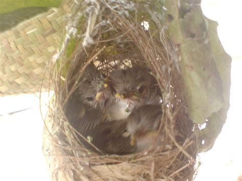 Berikut aksi burung ciblek kapas atau ciblek putih gacor yang baru dicabut dari kandang ternak, suaranya yang khas ngbren. Sarang Burung Ciblek Kristal : 16+ Gambar Burung Ciblek ...