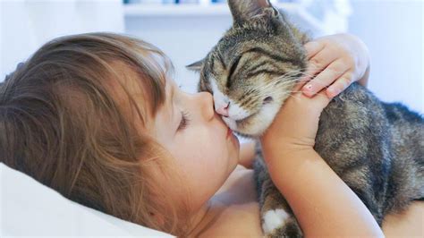 What vaccines do cats need yearly? Free cat, kitten adoptions all month at Chicago Animal ...