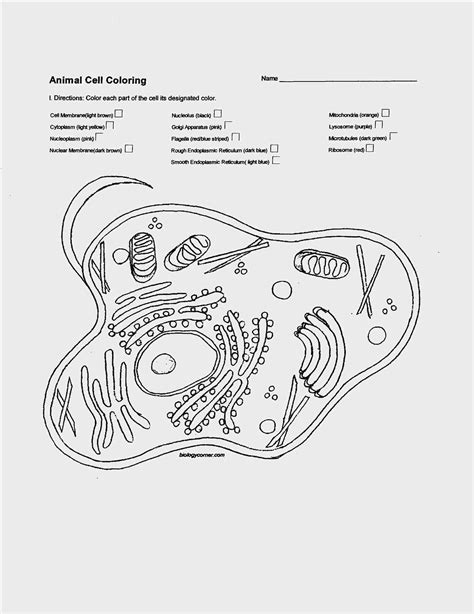 The answer key to the cell coloring worksheet is available at teachers pay teachers. Simple Animal Cell Drawing at PaintingValley.com | Explore ...