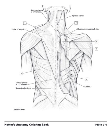 Regions of the abdomen in anatomy the abdomen is divided into nine regions. Free Anatomy Coloring Pages at GetColorings.com | Free ...