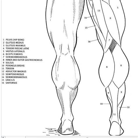 Back muscles diagram unlabeled notasdecafeco. UNLABELED MUSCULAR SYSTEM FRONT AND BACK - Auto Electrical Wiring Diagram