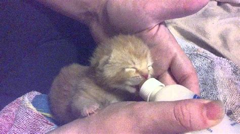 Follow along at @kittenxlady or facebook.com/kittenxlady. Bottle Feeding a Kitten - YouTube