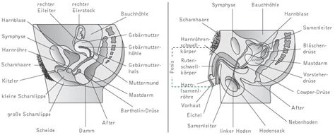 Räumlich und auch von der entwicklung her, werden sie durch das jungfernhäutchen (hymen) abgegrenzt. wissenschaft-online > Kompaktlexikon der Biologie ...