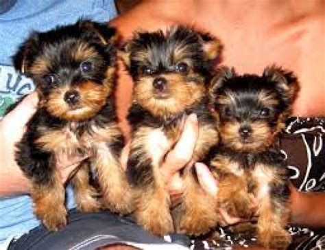 Elegant teacup yorkies and yorkie puppies for sale. Teacup Yorkie Puppies 11 weeks old for sale Offer