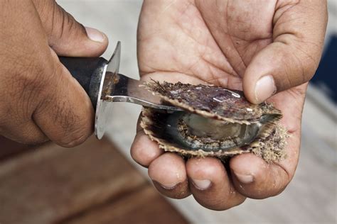 Maybe you would like to learn more about one of these? How to Raise Oysters in an Aquarium for Pearls | Cuteness ...