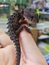 They do not make good pets and are only for expert keepers. Crocodile Skink : aww