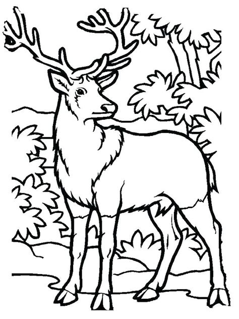 White tailed deer drawing at getdrawings. Deer Hunting Drawings | Free download on ClipArtMag