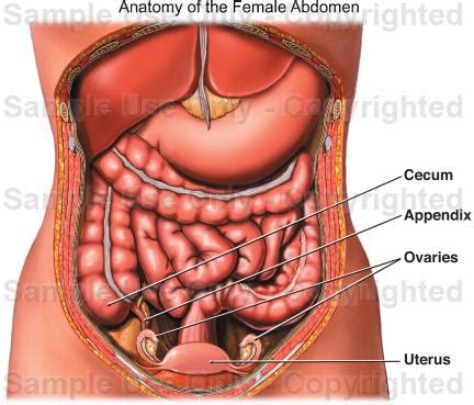 No need to register, buy now! Abdominal Anatomy Female Appendix / Acute Pain In A Woman ...