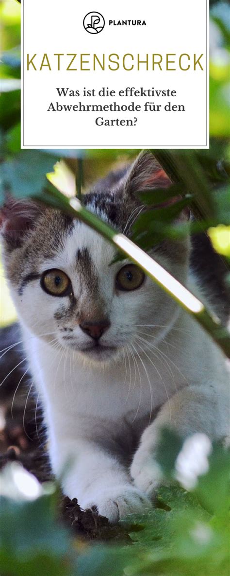 Doch es gibt einige harmlose mittel und wege, mit denen man katzen aus dem garten vertreiben kann, ohne ihnen dabei zu schaden. 66 Gegen Katzen Im Garten 2021 (Images)